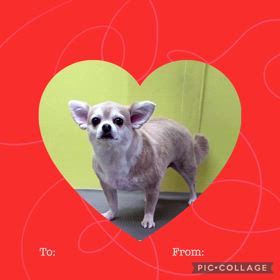 DOGXDOG ラブちゃんの画像