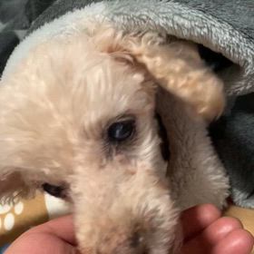 何故か泣いてしまったの画像