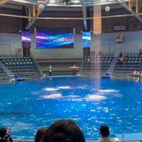 アクアパーク品川　クリスマスドルフィンパフォーマンス　デイの画像