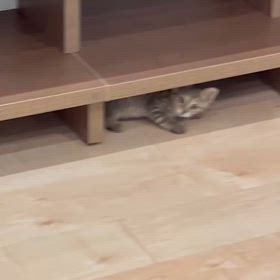 ウリちゃん ぴょこぴょこの画像