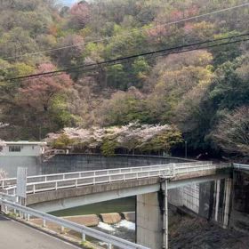 咲いた桜はの画像