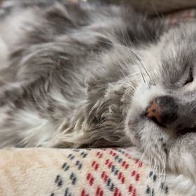 おやすみなさいの画像