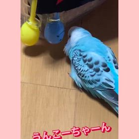 短いおしゃべりももちゃん꒰ঌ( ⌯' '⌯)໒꒱の画像