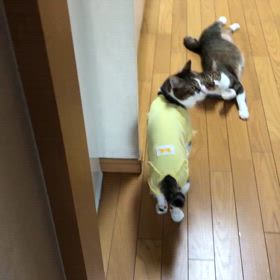 発泡剤を追加して…バリュウムに下剤入れなくても良かったのに。早くにゃーの画像