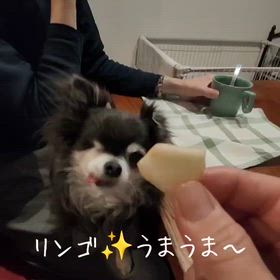 りんご大好きチワワの画像