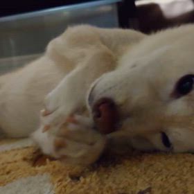 衆議院選挙！の画像