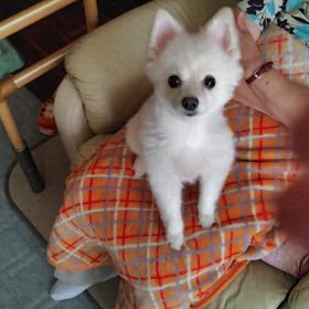 ワンちゃん＆紅の画像