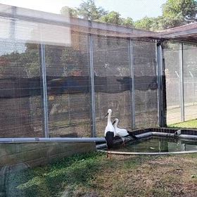 コウノトリを見に行ってきました。の画像