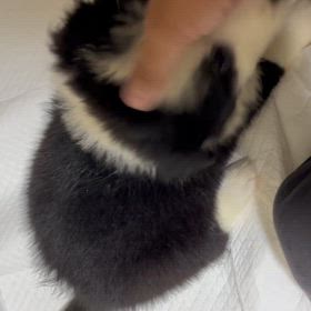 販売中　女の子。の画像