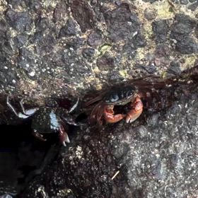 一生分のカニ活をガン見の画像