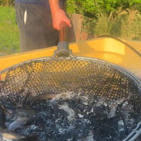 明日、5/5はすいていまの画像