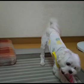 久々にカミカミおもちゃで遊んでるの画像