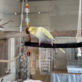 アニマルココミケーションのお知らせの画像