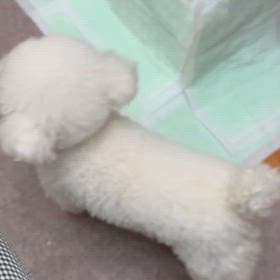 ニコが可愛く仕事の邪魔をしてきます（爆笑）の画像