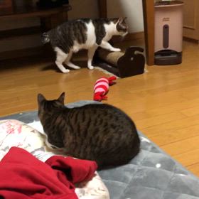 主人の座右の銘　四文字熟語。そろりそろりだにゃ…の画像