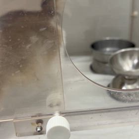 わが家のわんこの画像