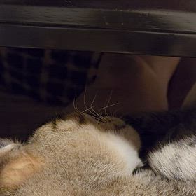 ヒゲがピクピクの画像