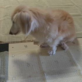 ポロンが急に歩けなくなって、、の画像