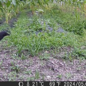 すぎぴたんの事件簿シーズン3　513話（カラスの巡回）の画像