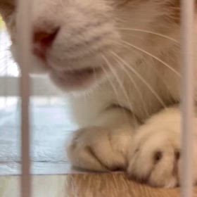 きゅうまる　病院の画像