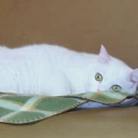 生きていたらの画像