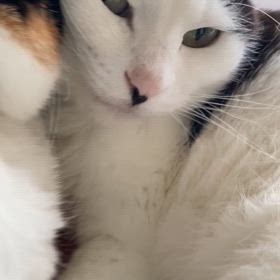 なかよし攻防　　　前倒しの母の日との画像