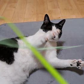 おやすみなさい(=^ェ^=)の画像