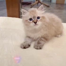 真っ青な瞳のサイベリアン フィンリー君ご家族様募集中の画像