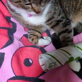 ビビリ屋の画像