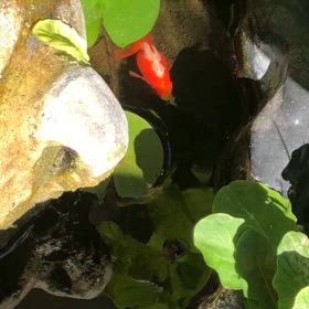 金魚とかの画像