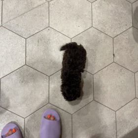 ブラウンの男の子2人の画像