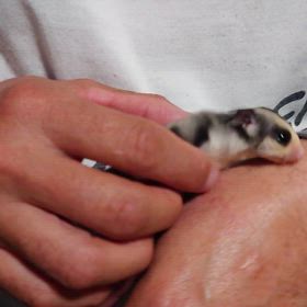 ご家族様募集中のフクロモモンガ♀ちゃんの画像