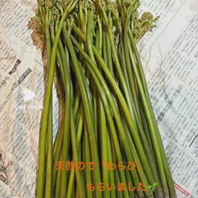 天然の貴重な「わらび」の画像