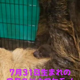 フタユビナマケモノの画像