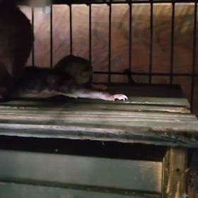 キンカジュー　ベビー誕生の画像