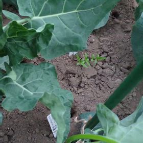 貸し農園の畑で育つ茎ブロッコリー…真っ直ぐ！真っ直ぐ！の画像