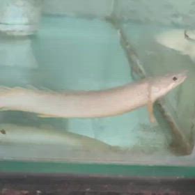 激レア魚！プラチナパルマスポーリー輸入します！の画像
