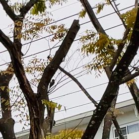 キツツキ？の画像