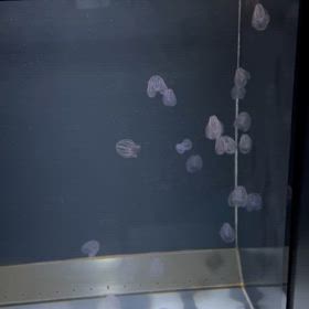 のむ　うつ　かうの画像