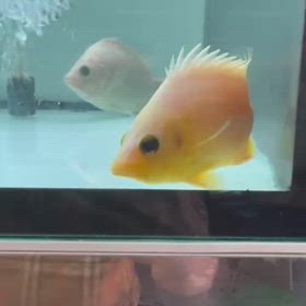 2匹で650万の高級魚！プラチナイエロー&プラチナ買い付け！の画像