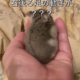 またもまーちゃんの画像