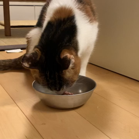 4Nyans 12/16 今度はマーブルが・・・の画像