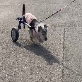 車椅子試乗会の画像