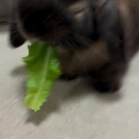 今日のおやつはサンチュですの画像