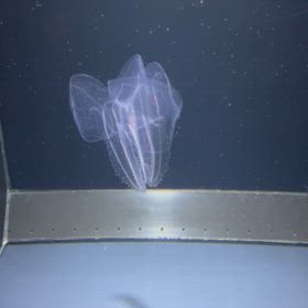 水泳　見てますの画像