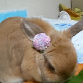 紫陽花のの画像