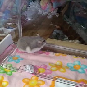 佳いお年をお迎えくださいの画像