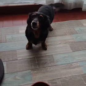 10/25→ふーちゃん15才（人なら76）の画像