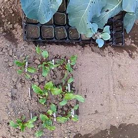 野菜の苗が大きく育つと…間引き菜のボリュームも増えますの画像