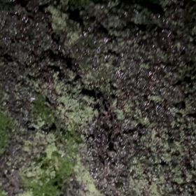 梅雨、雨天のノコギリクワガタの観察の画像